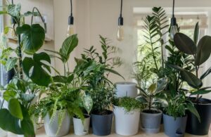 Pot plante intérieur - Différentes tailles et couleurs